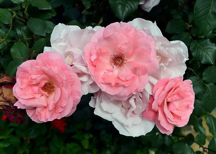 Eleni 2* Roda (Corfu)